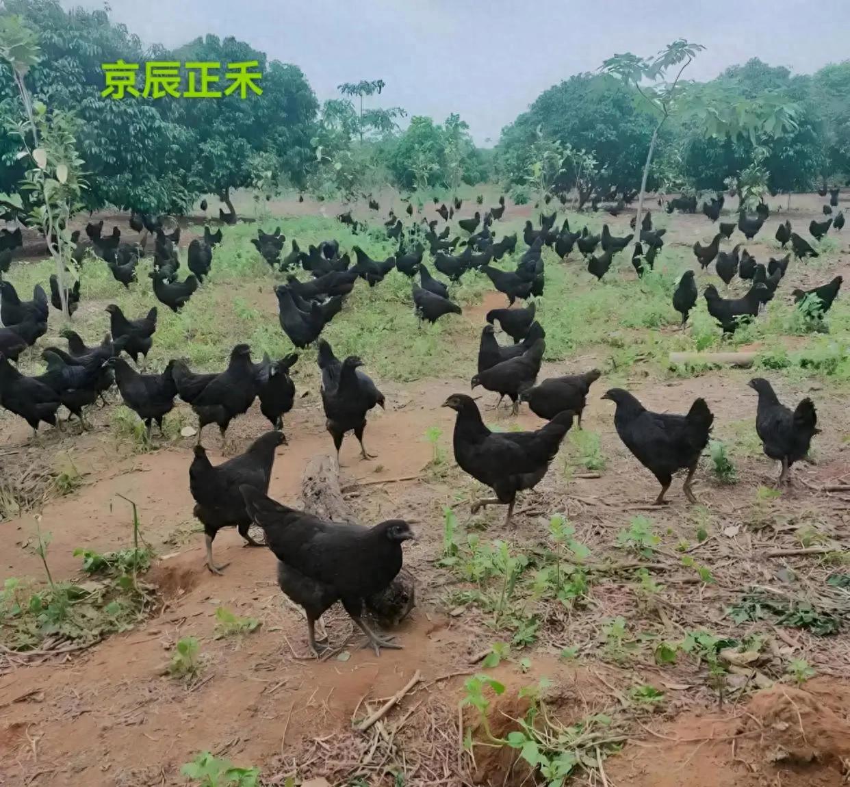 河北潺双科技和京辰正禾通力合作，以科技赋能绿色养殖。
