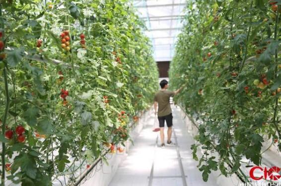 河北邯郸：智慧农业栽培技术实现有机蔬菜丰收