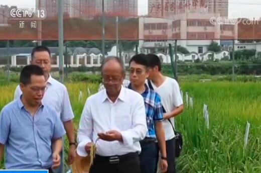 我国矮化水稻种植基本实现全覆盖